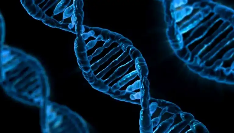 Japon Bilim İnsanları Down Sendromunda CRISPR Atılımı Yaptı